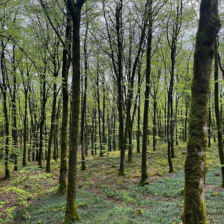 Mullaghmeen Forest Mullingar Ngoại thất bức ảnh