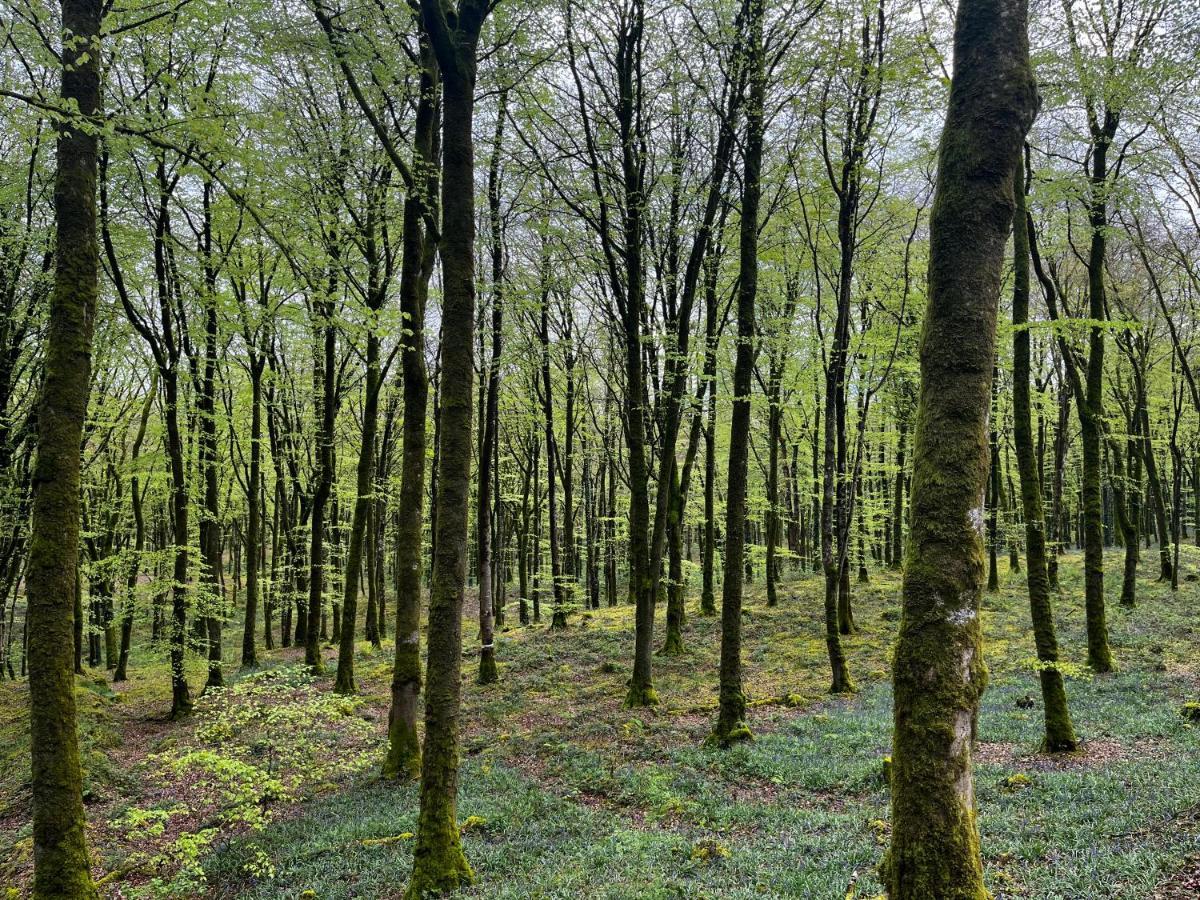 Mullaghmeen Forest Mullingar Ngoại thất bức ảnh